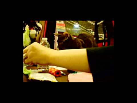 Havana Brown Kitten at Cat Show