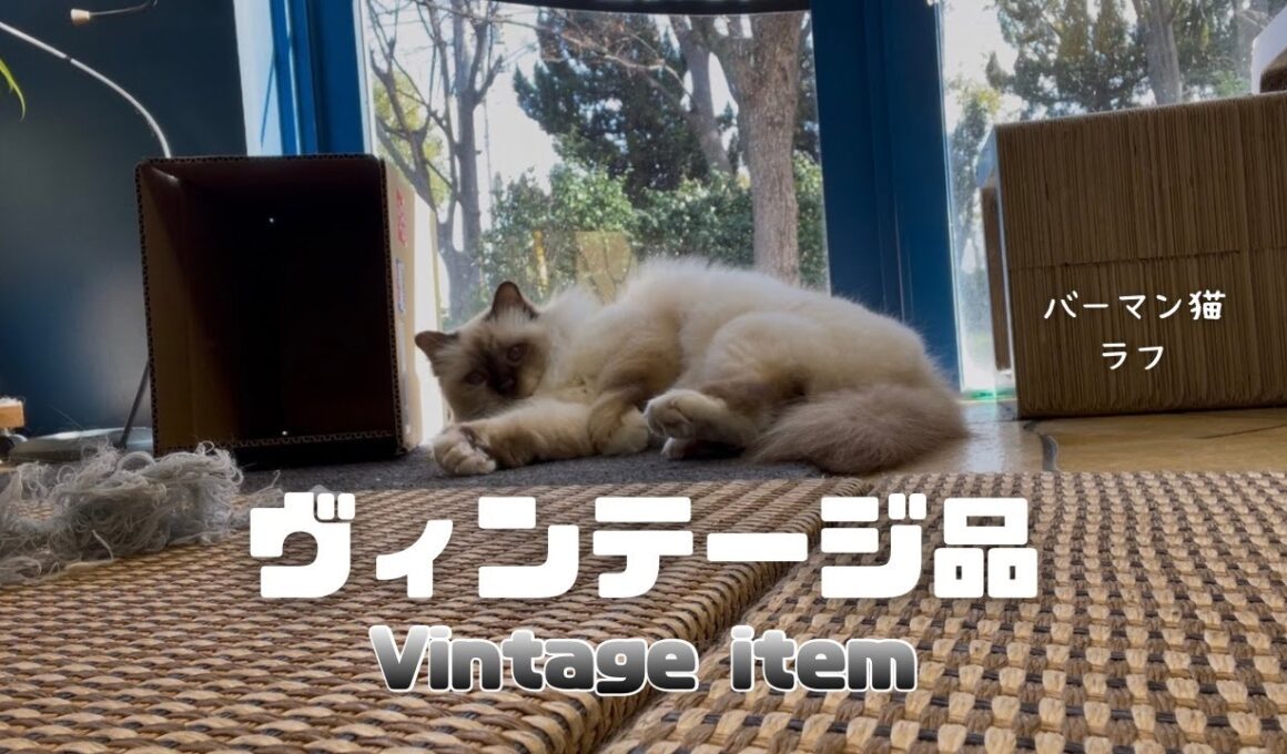 バーマン猫ラフ【ヴィンテージ品】Vintage item（バーマン猫）Birman/Cat