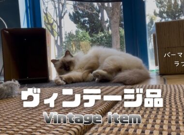 バーマン猫ラフ【ヴィンテージ品】Vintage item（バーマン猫）Birman/Cat