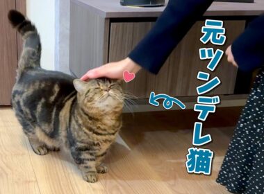 兄猫を超える勢いで甘えん坊に育った元ツンデレ猫が可愛すぎる！