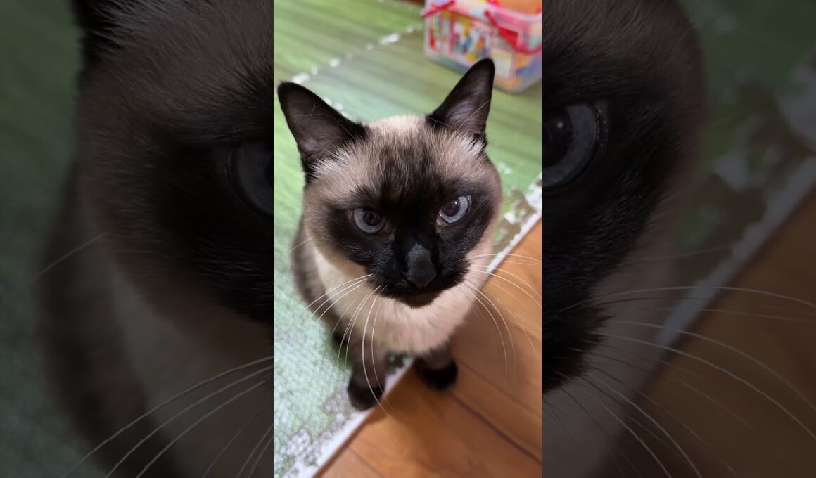 より目になるシャム猫のふくさん【たぬき猫】 #shorts  #猫のいる暮らし #cat #ねこ #しゃむねこ#cute