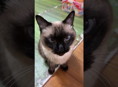 より目になるシャム猫のふくさん【たぬき猫】 #shorts  #猫のいる暮らし #cat #ねこ #しゃむねこ#cute