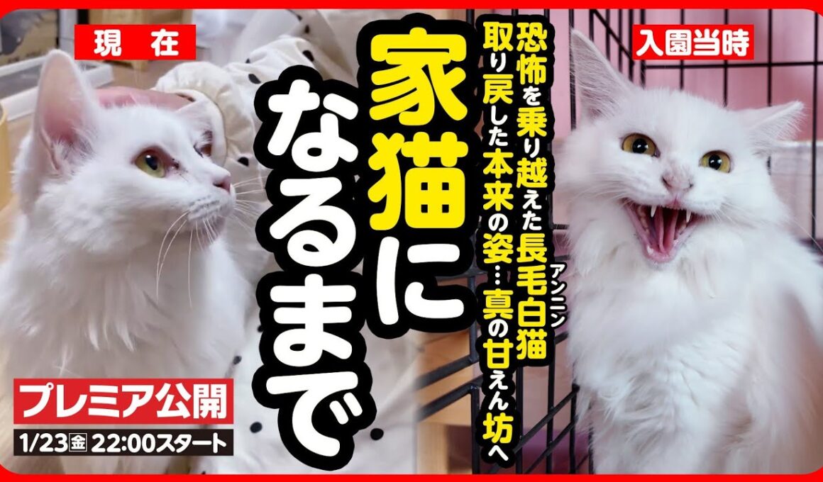 【感動】お外で生まれ 人に怯えていた白猫が幸せな家猫になるまで【まとめ】
