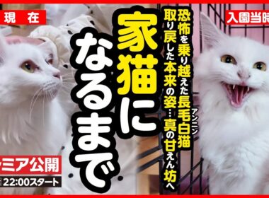 【感動】お外で生まれ 人に怯えていた白猫が幸せな家猫になるまで【まとめ】