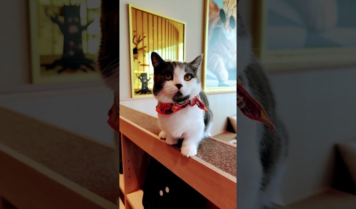 【日本🇯🇵の猫達】姫路の猫カフェ「猫カフェMOCHA（モカ）ピオレ姫路店」★2025年10月28日火曜日 #shorts #姫路 #cat #neko #猫 #แมว #cafe #猫カフェ