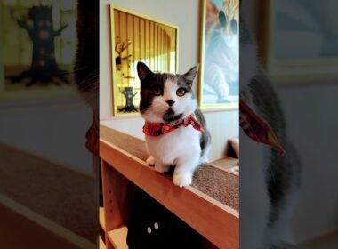 【日本🇯🇵の猫達】姫路の猫カフェ「猫カフェMOCHA（モカ）ピオレ姫路店」★2025年10月28日火曜日 #shorts #姫路 #cat #neko #猫 #แมว #cafe #猫カフェ