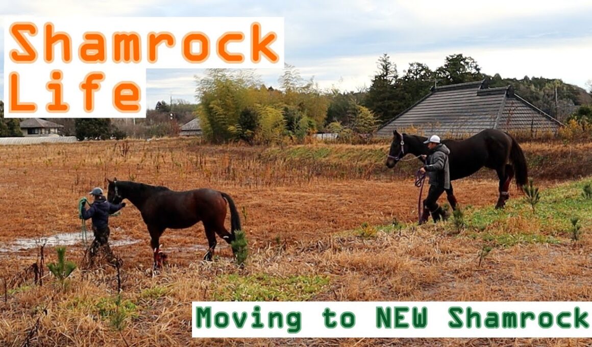 あの頃は何もなかった/NEWシャムロックへ移動Vlog