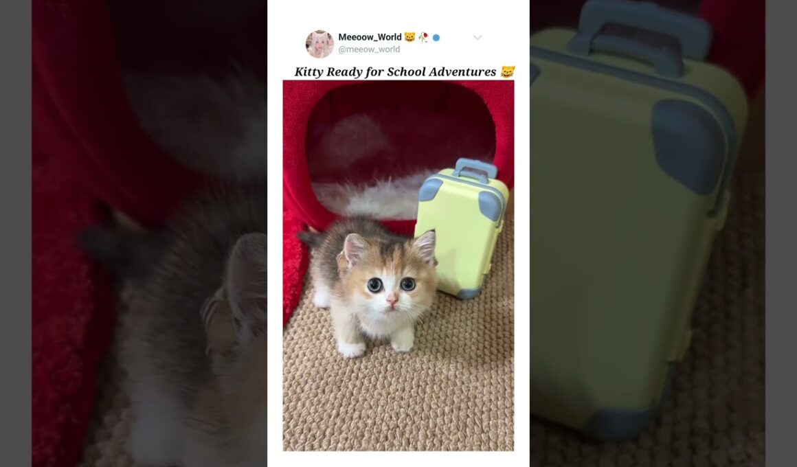 Ready for school 😸  #kitten #cat #cutecats #pets #catmeow #cute #catvideos #cuteanimals #cutepets