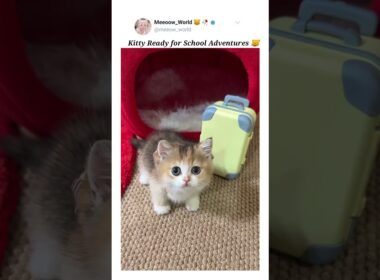 Ready for school 😸  #kitten #cat #cutecats #pets #catmeow #cute #catvideos #cuteanimals #cutepets