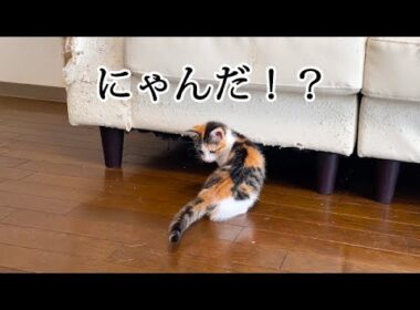 自分のしっぽを狙ってクルクルする子猫