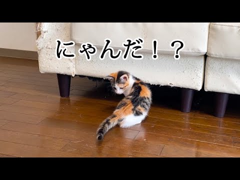 自分のしっぽを狙ってクルクルする子猫