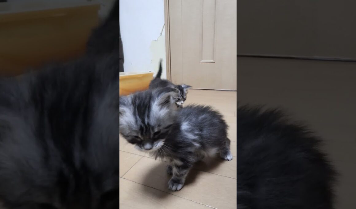 生後37日メインクーンシルバーのリッチ君