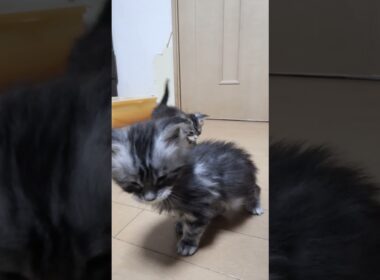 生後37日メインクーンシルバーのリッチ君