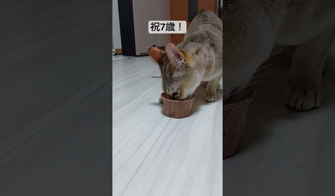 シンガプーラ猫、ちる子7歳の誕生日！