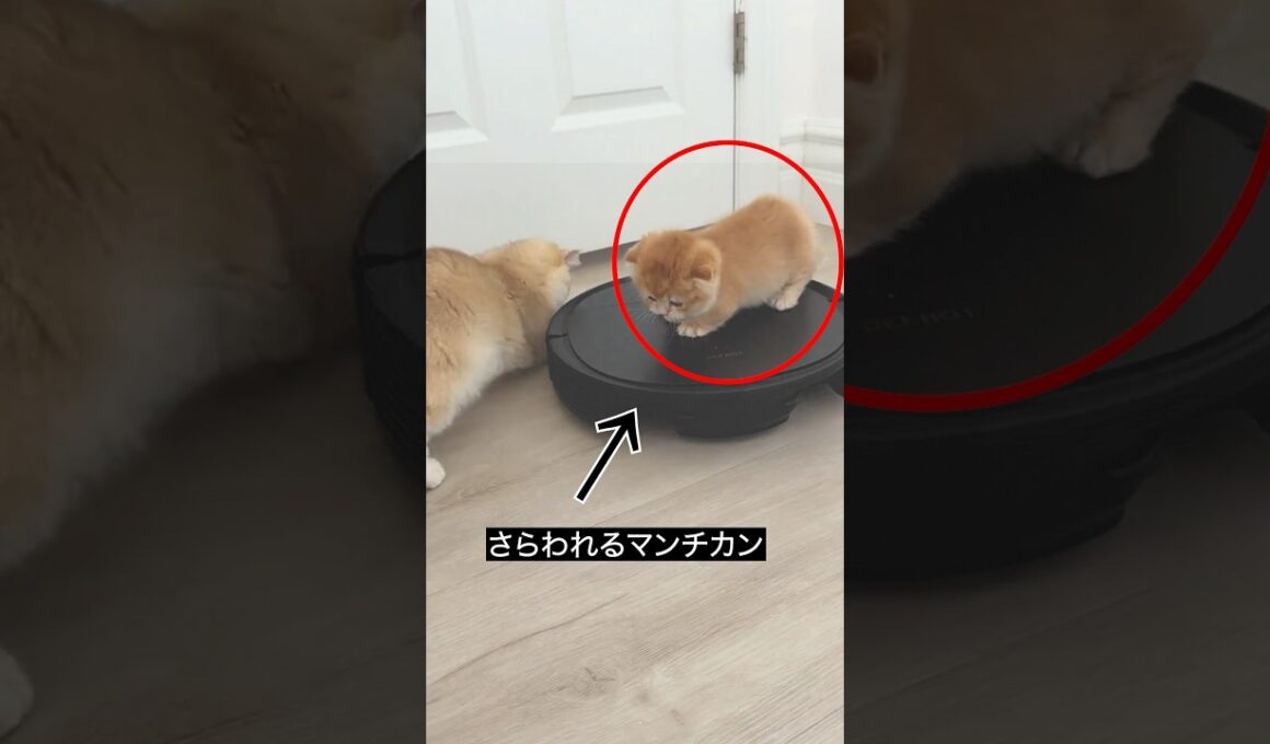 さらわれたマンチカンを先輩たちが救った！ #ペット #ペットのいる暮らし #マンチカン