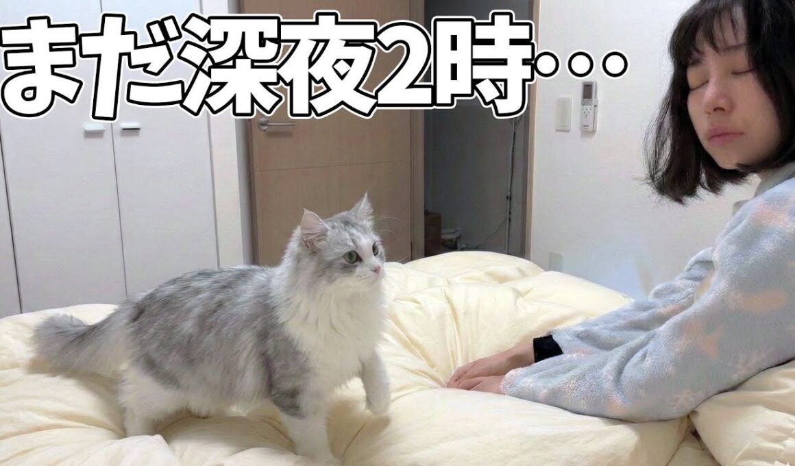 休日でも深夜2時に起こしてくる子猫がこちらです…