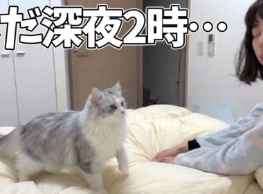 休日でも深夜2時に起こしてくる子猫がこちらです…