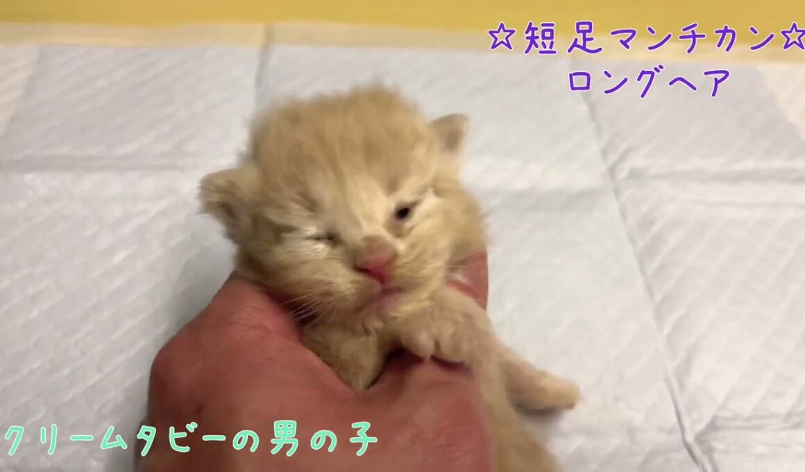 【ナナハチ’s ROOM】短足マンチカン☆ロングヘア　クリームタビーの男の子　20220324
