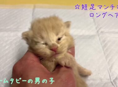 【ナナハチ’s ROOM】短足マンチカン☆ロングヘア　クリームタビーの男の子　20220324