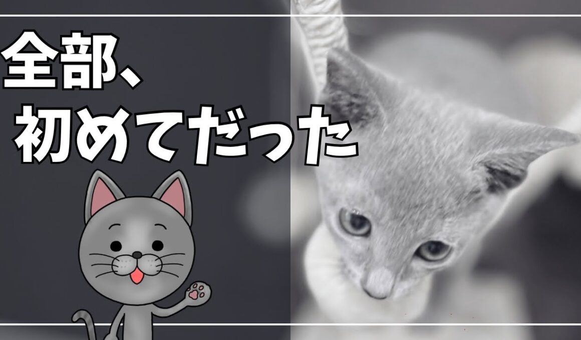 【子猫成長記録】1歳になるまでの『はじめてだらけ』｜モノクロ写真で振り返るロシアンブルーを迎えた一年