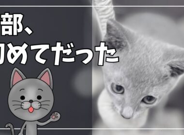 【子猫成長記録】1歳になるまでの『はじめてだらけ』｜モノクロ写真で振り返るロシアンブルーを迎えた一年