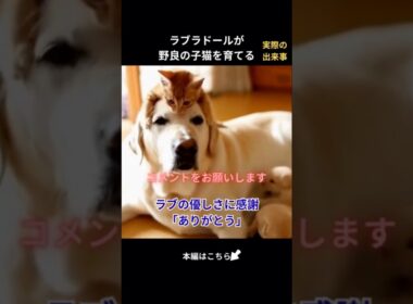 捨てられた子猫を拾った犬 その後の展開に涙が止まりません #保護猫  #猫動画  #泣ける話 #猫