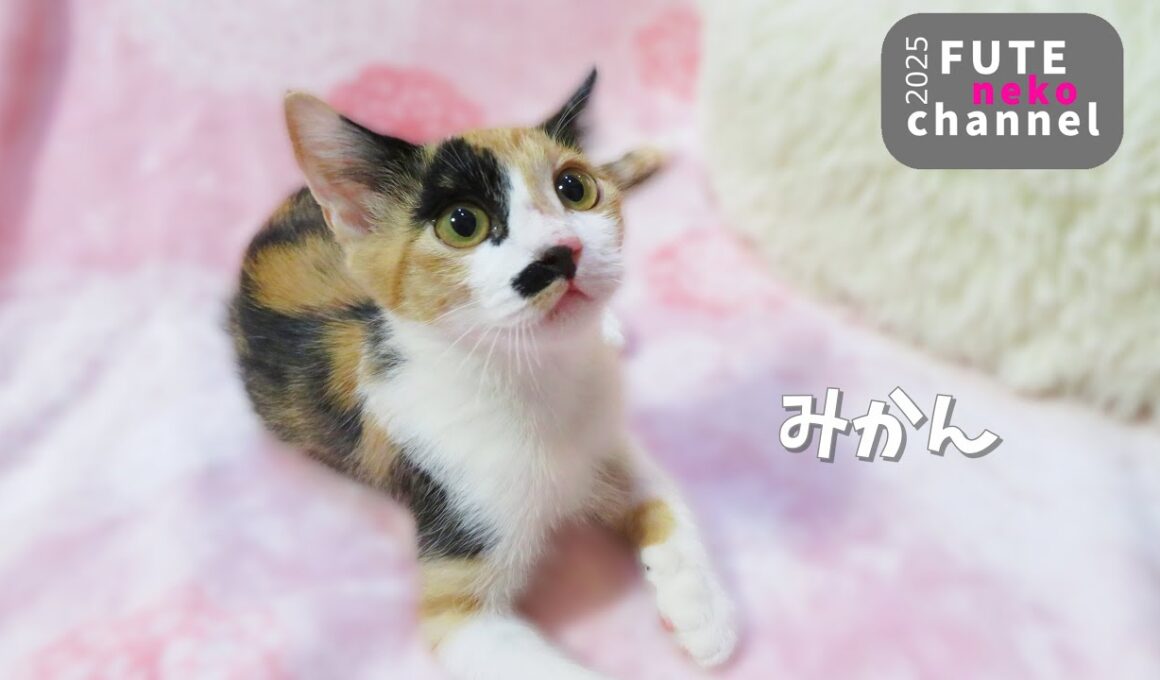 ミカン　卒業【保護子猫】