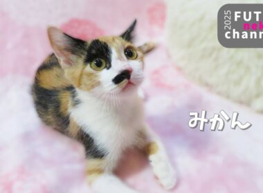 ミカン　卒業【保護子猫】