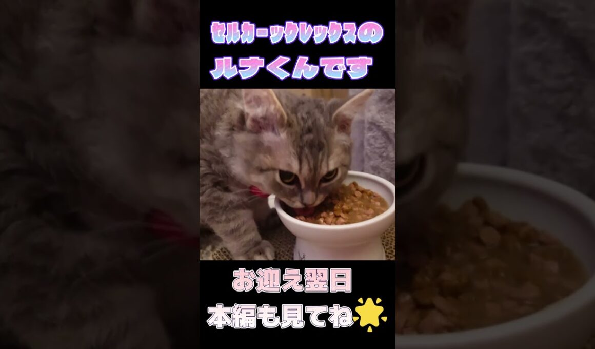 珍種甘えん坊猫ちゃん #ネコ #ネコ好きさんと繋がりたい  #cat #猫 #猫のいる暮らし #ねこのいる生活 #セルカークレックス #selkirkrex  #猫好きさんと繋がりたい