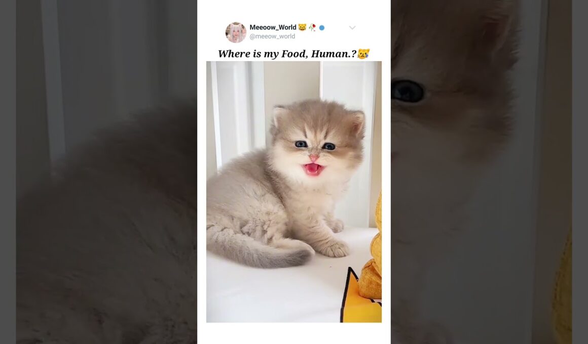 Where is my food.? 😿  #kitten #cutecats #cat #pets #catmeow #cute #catvideos #cuteanimals #cutepets