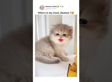 Where is my food.? 😿  #kitten #cutecats #cat #pets #catmeow #cute #catvideos #cuteanimals #cutepets