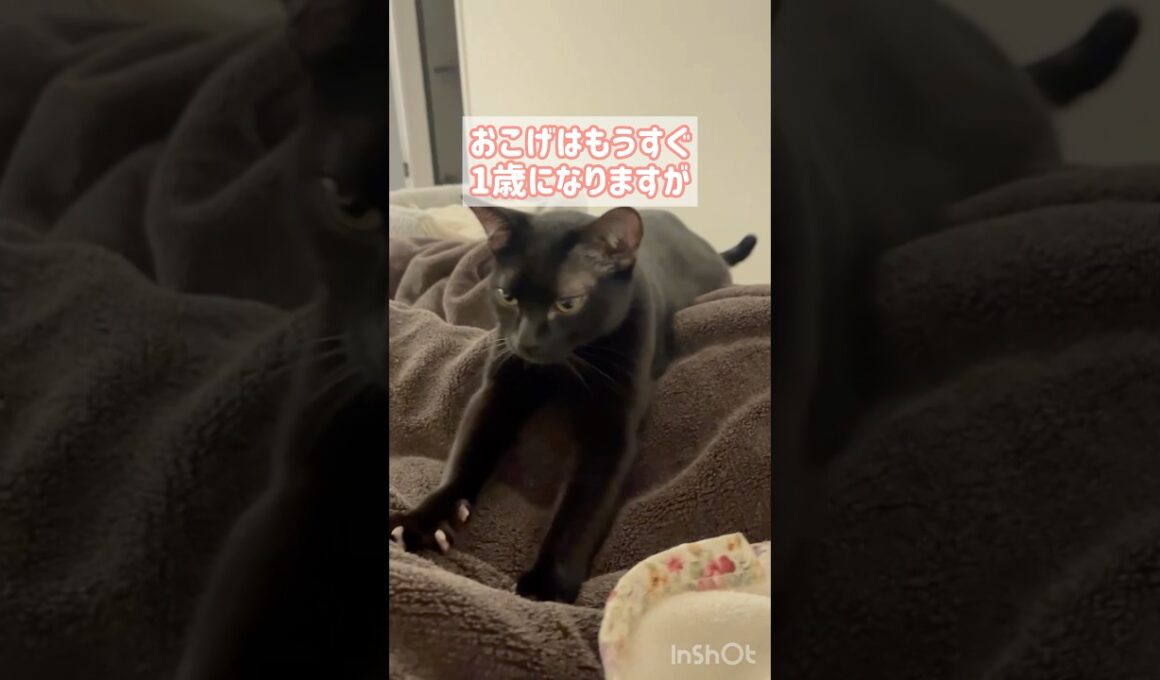 黒猫ボンベイのナイトルーティン　#cat #かわいい #ねこ #ねこのいる生活 #ねこのいる暮らし #ねこ動画 #猫 #猫好きさんと繋がりたい #癒やし #ふみふみ #甘えん坊