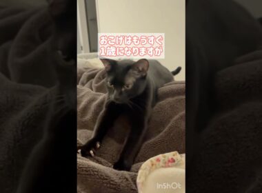 黒猫ボンベイのナイトルーティン　#cat #かわいい #ねこ #ねこのいる生活 #ねこのいる暮らし #ねこ動画 #猫 #猫好きさんと繋がりたい #癒やし #ふみふみ #甘えん坊