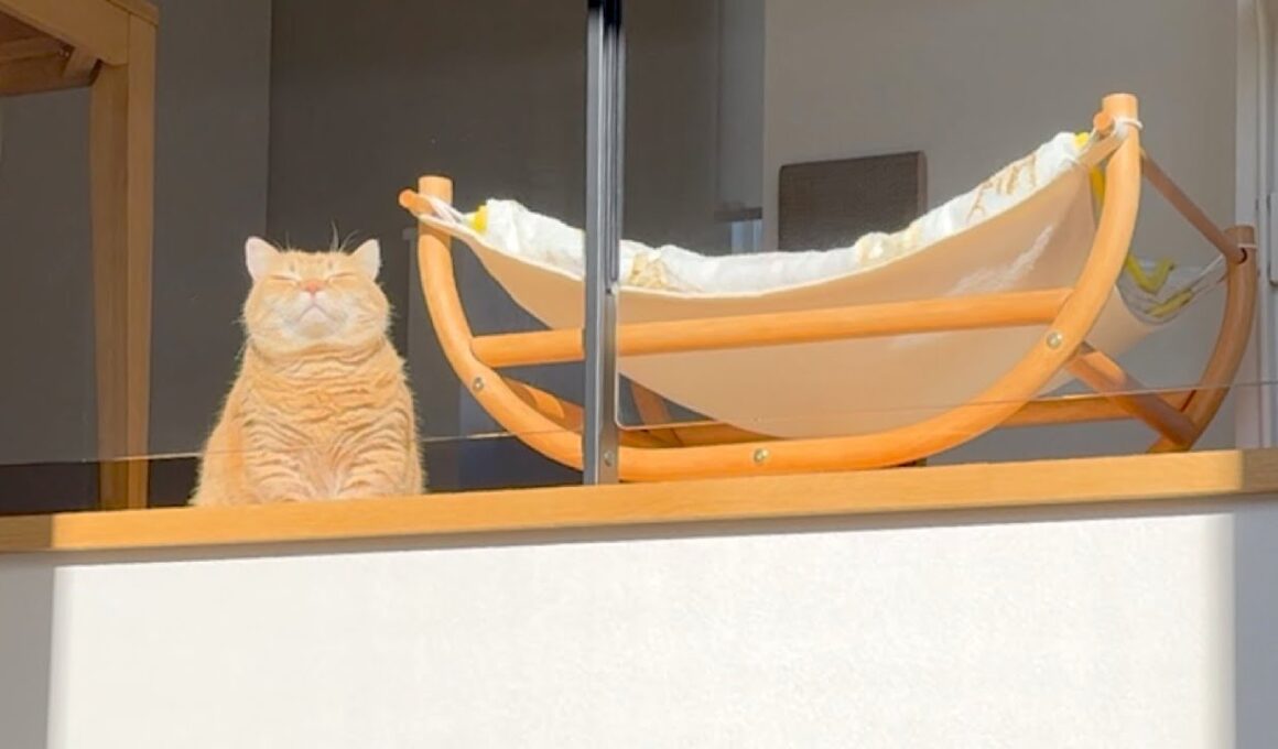 【Live動画風】こんがりプリンの移動式日光浴