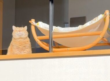 【Live動画風】こんがりプリンの移動式日光浴