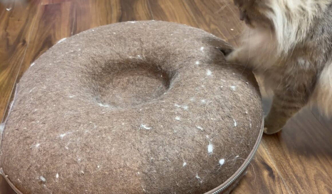 好きなドーナツを奪い合う猫達　サイベリアン