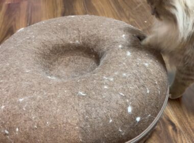 好きなドーナツを奪い合う猫達　サイベリアン