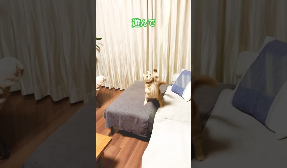 猫ルイちゃん #cat #かわいい猫 #遊んで #アメリカンカール #はしゃぎ過ぎ #cat #cute #American curl