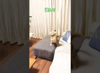 猫ルイちゃん #cat #かわいい猫 #遊んで #アメリカンカール #はしゃぎ過ぎ #cat #cute #American curl