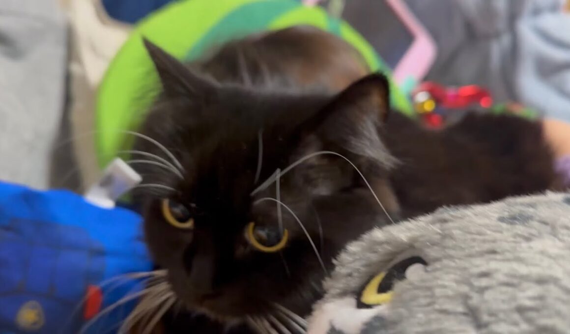 すぐにモフられ、捕まる猫　ラガマフィン　サイベリアンA cat spending time nearby. Ragamuffin. Siberian