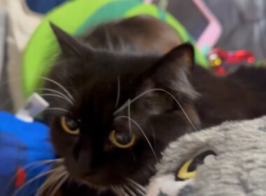 すぐにモフられ、捕まる猫　ラガマフィン　サイベリアンA cat spending time nearby. Ragamuffin. Siberian