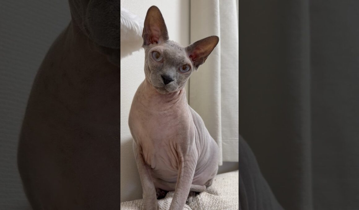 ご飯行こうと鳴く猫スルタン【スフィンクス】