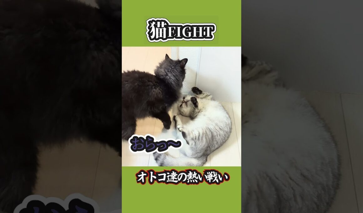 【ぽっちゃん家】小太朗VS銀次朗　猫の熱い戦い vol.6　#猫 #猫動画 #shorts