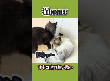 【ぽっちゃん家】小太朗VS銀次朗　猫の熱い戦い vol.6　#猫 #猫動画 #shorts