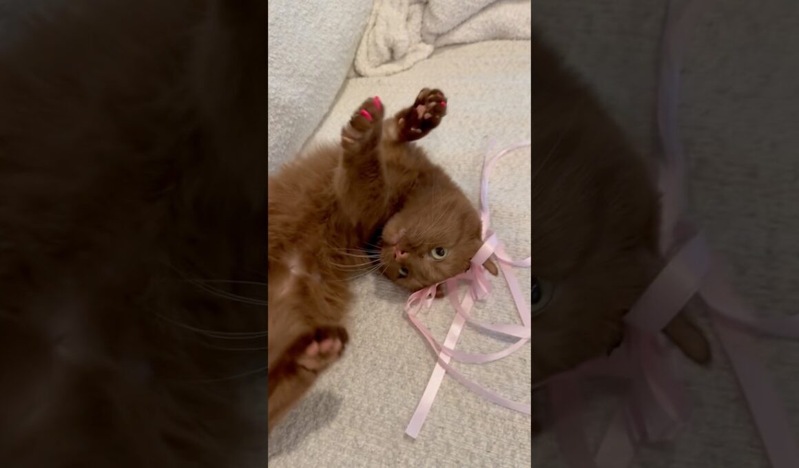 Little ballerina #browncat #pinknose #coquettecat #pinktoebeans #cat #shortlegs #猫 #rarecat #珍しい猫