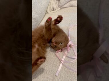 Little ballerina #browncat #pinknose #coquettecat #pinktoebeans #cat #shortlegs #猫 #rarecat #珍しい猫