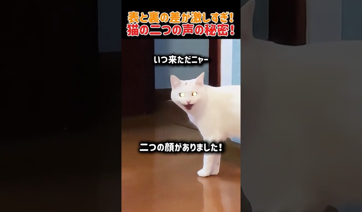 表と裏の差が激しすぎ！猫の二つの声の秘密！　#ねこ#猫 #猫動画 #かわいい #猫好き #猫のいる暮らし #猫のいる生活 #癒し