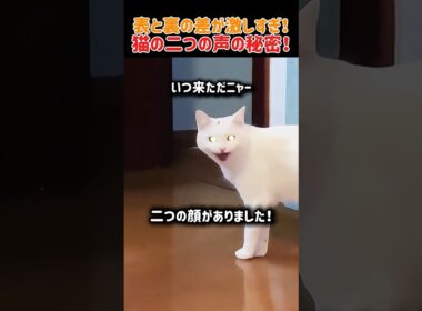 表と裏の差が激しすぎ！猫の二つの声の秘密！　#ねこ#猫 #猫動画 #かわいい #猫好き #猫のいる暮らし #猫のいる生活 #癒し
