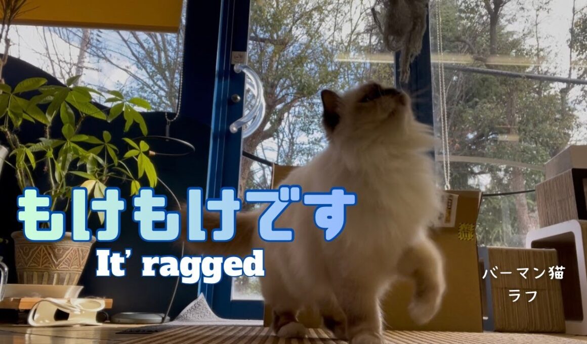 バーマン猫ラフ【もけもけです】It’s ragged （バーマン猫）Birman/Cat