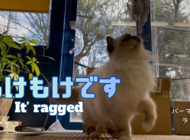 バーマン猫ラフ【もけもけです】It’s ragged （バーマン猫）Birman/Cat